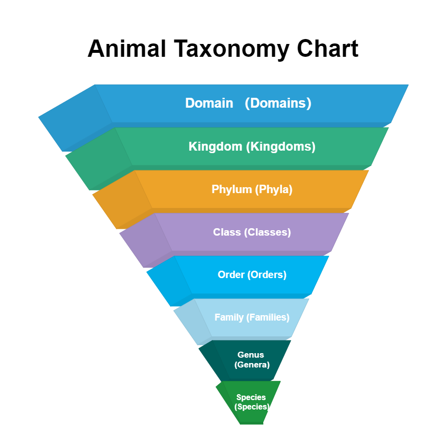 Animal Taxonomy Chart | EdrawMax Template