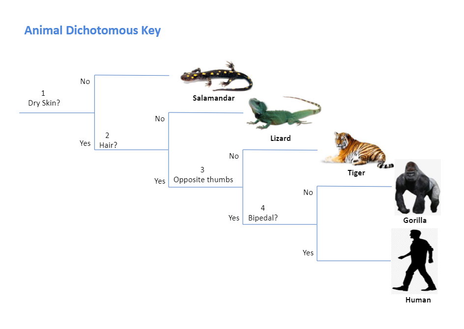 Dichotomous Key Diagram | EdrawMax Templates