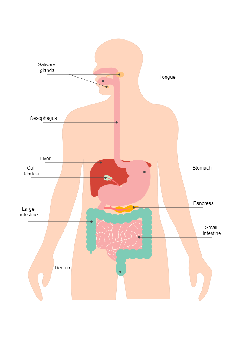 Digestion Diagram | EdrawMax Templates