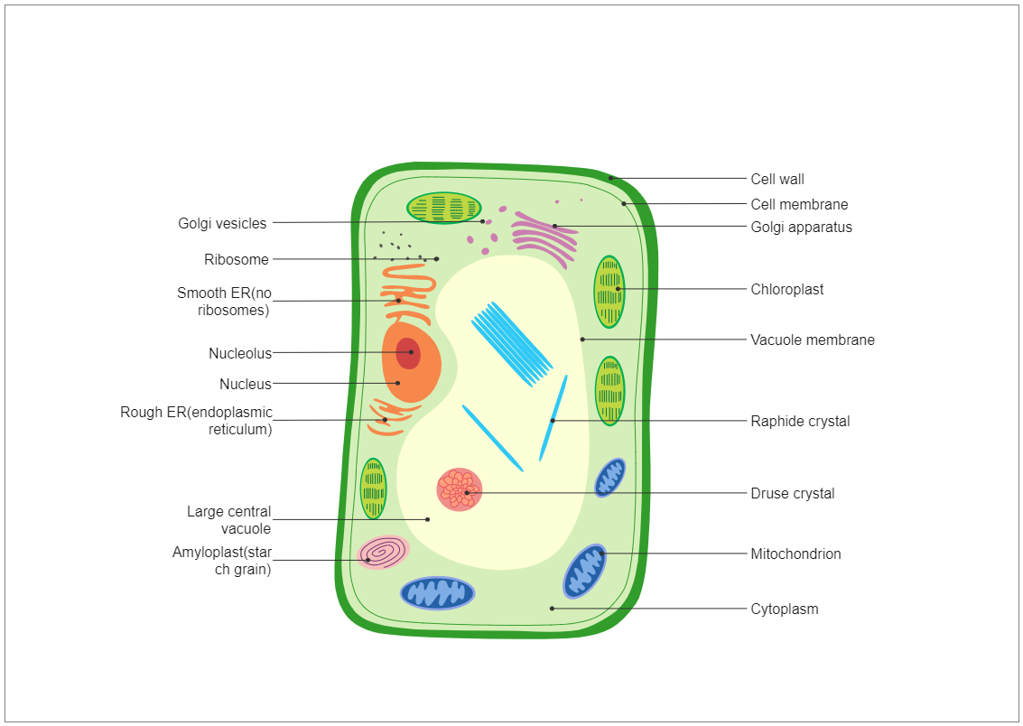 Plant Cell Diagram | EdrawMax Template