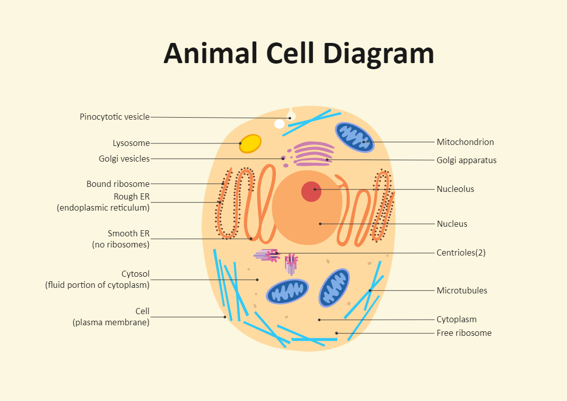 Animal Cell Diagram | EdrawMax Template