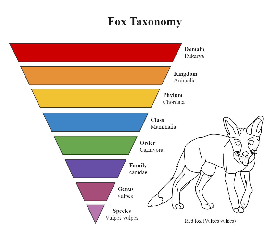 Fox Species Taxonomy Chart | EdrawMax