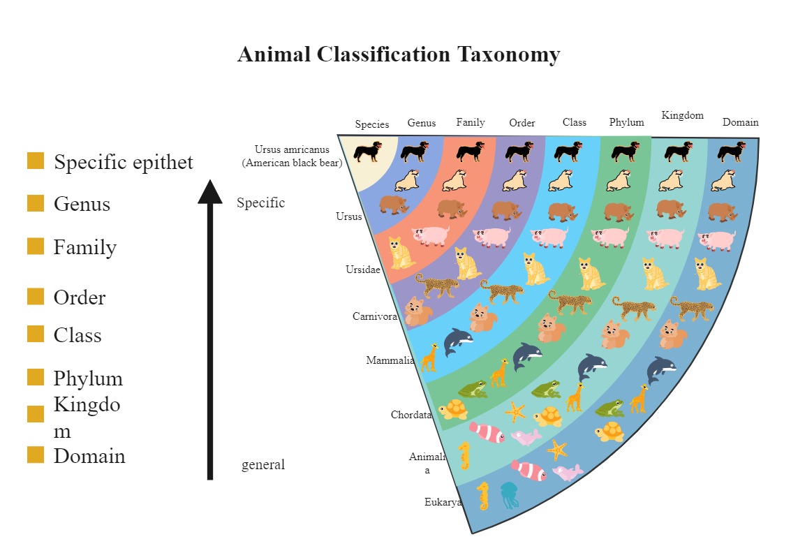 Animal Taxonomy Chart Edrawmax Editable Template Gambaran