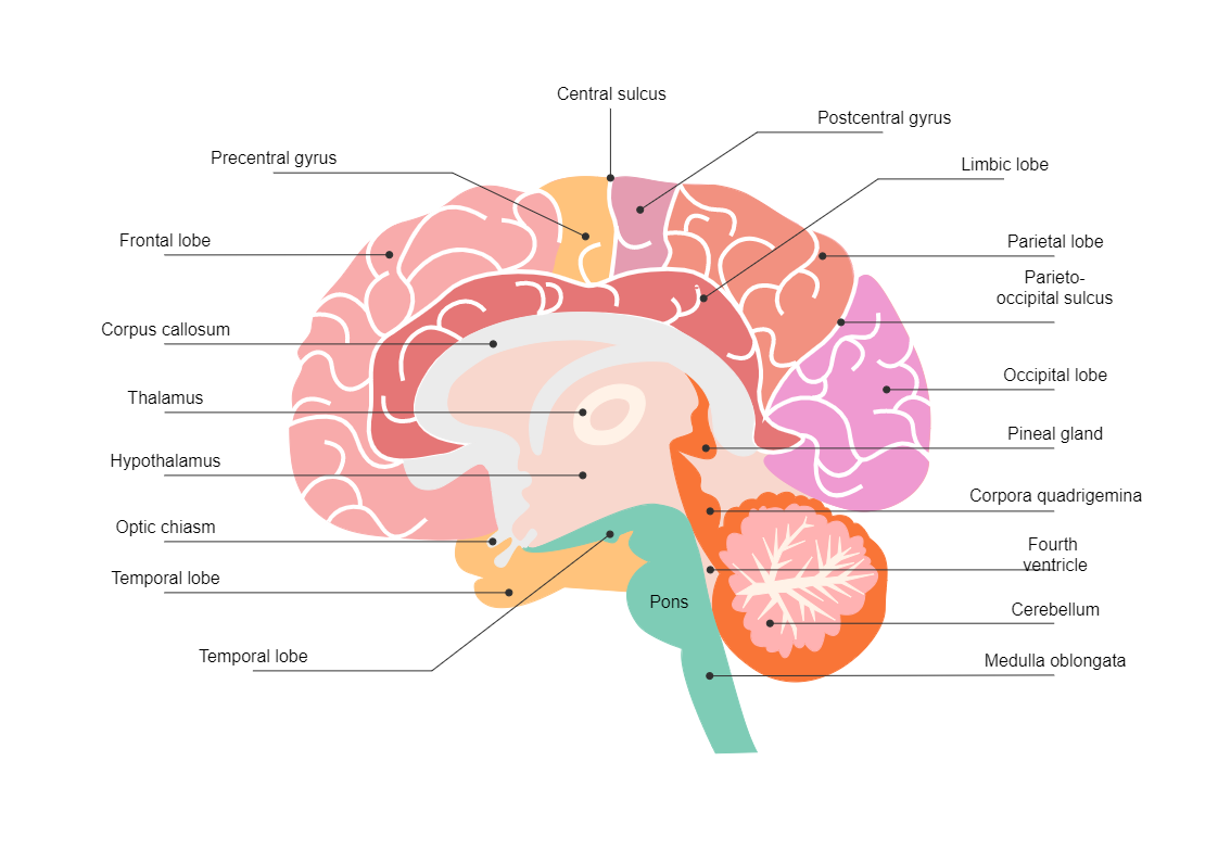 Brain Diagram | EdrawMax Templates