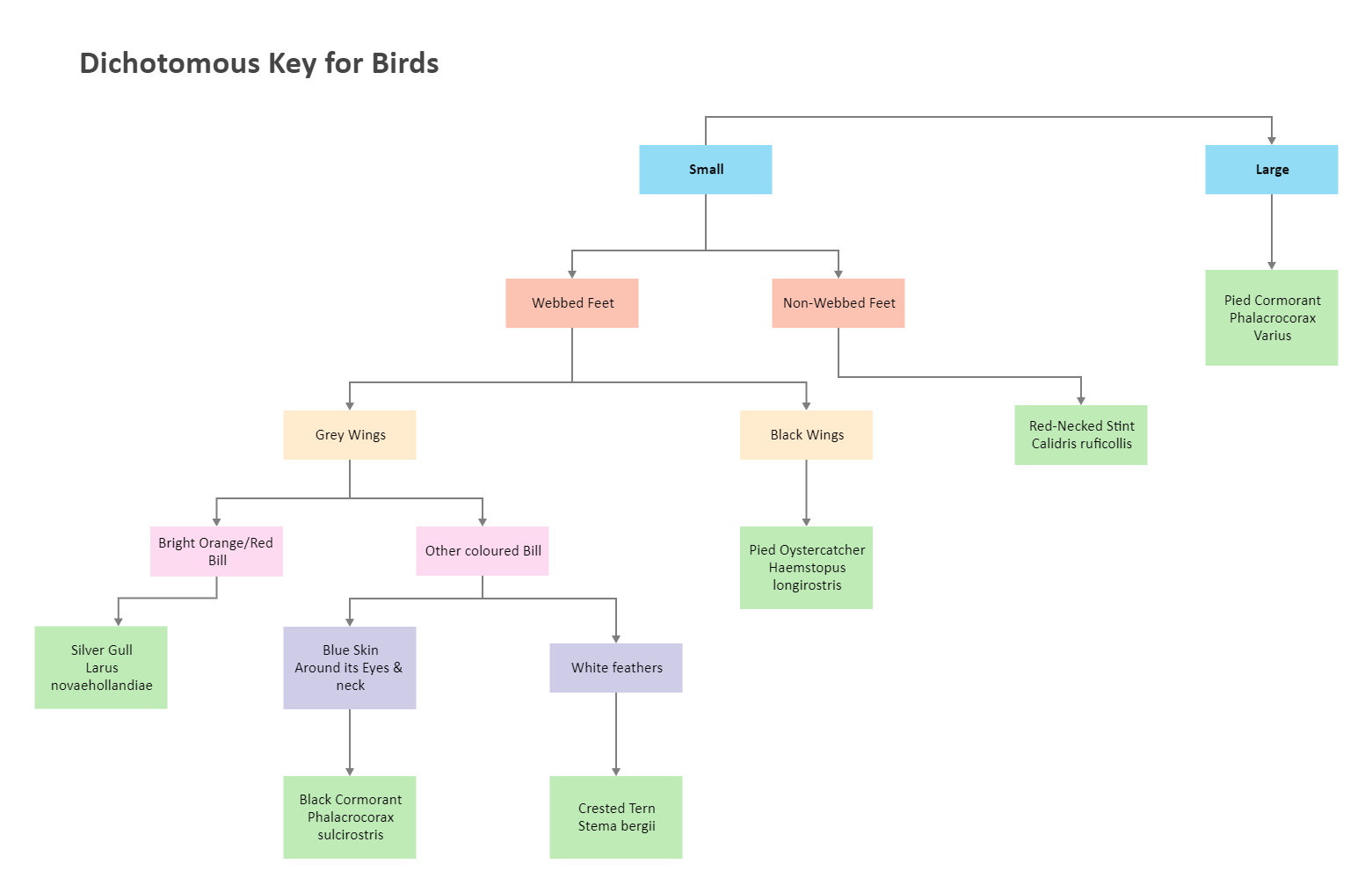 Bird Dichotomous Key