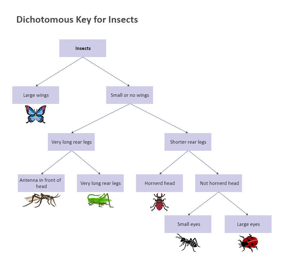 Dichotomous Key for Insects | EdrawMax Templates