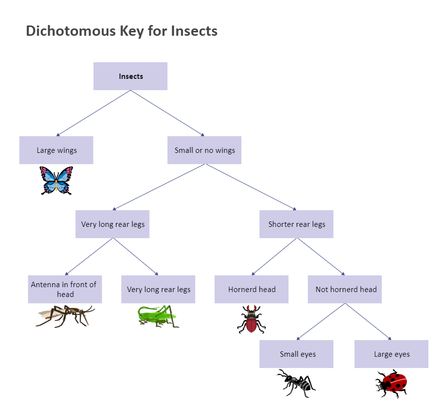 Dichotomous Key For Insects EdrawMax Templates