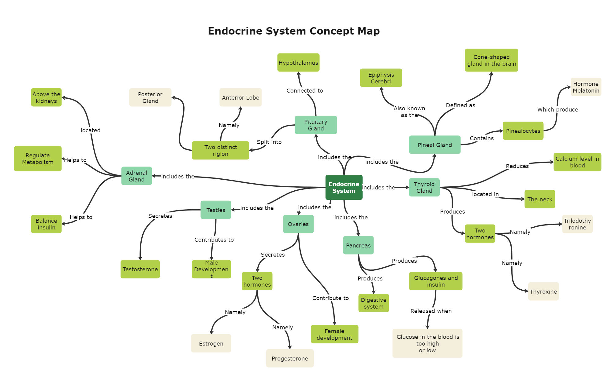 Endocrine System concept map helps students to organize the structures and functions of the system. An endocrine system concept map template includes glands that perform vital functions within a biological body.