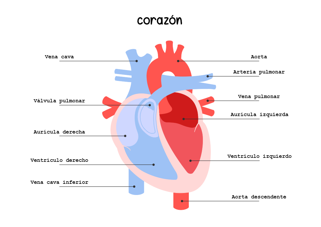 Heart Diagram with Parts
