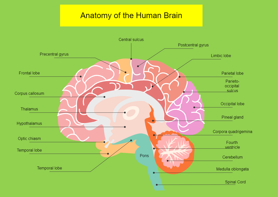 Anatomay of the Human Brain