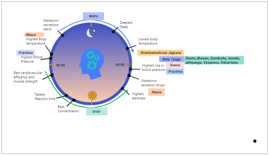 This diagram details the timing of the Ayurveda daily regimen practice timings in relation to Circadian rhythms to show the scientific relevance and benefits. Some people enjoy having a consistent daily routine, while others cringe at the prospect of havi
