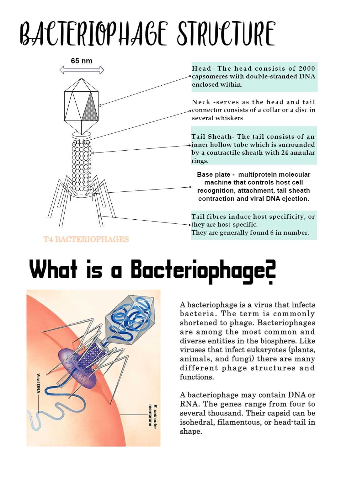 Bacteriophage Structure Explaination