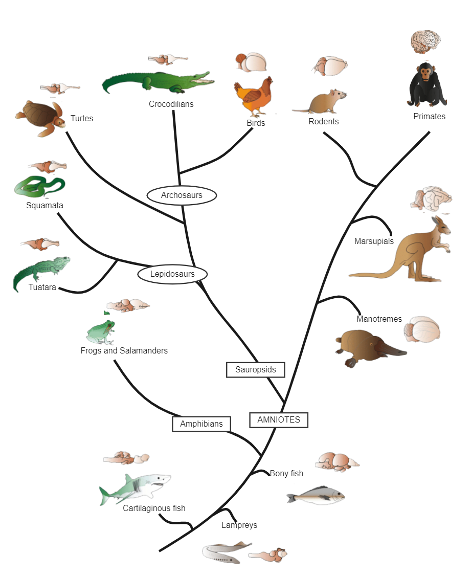 Vertebrate Phylogenetic Tree