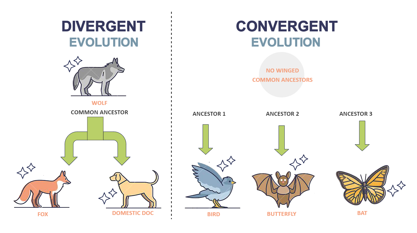 Divergent Evolution