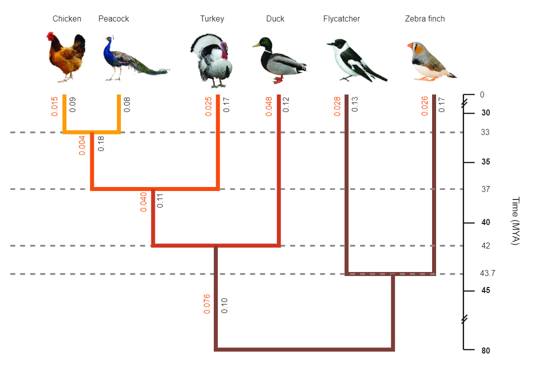 Bird Phylogenetic Tree