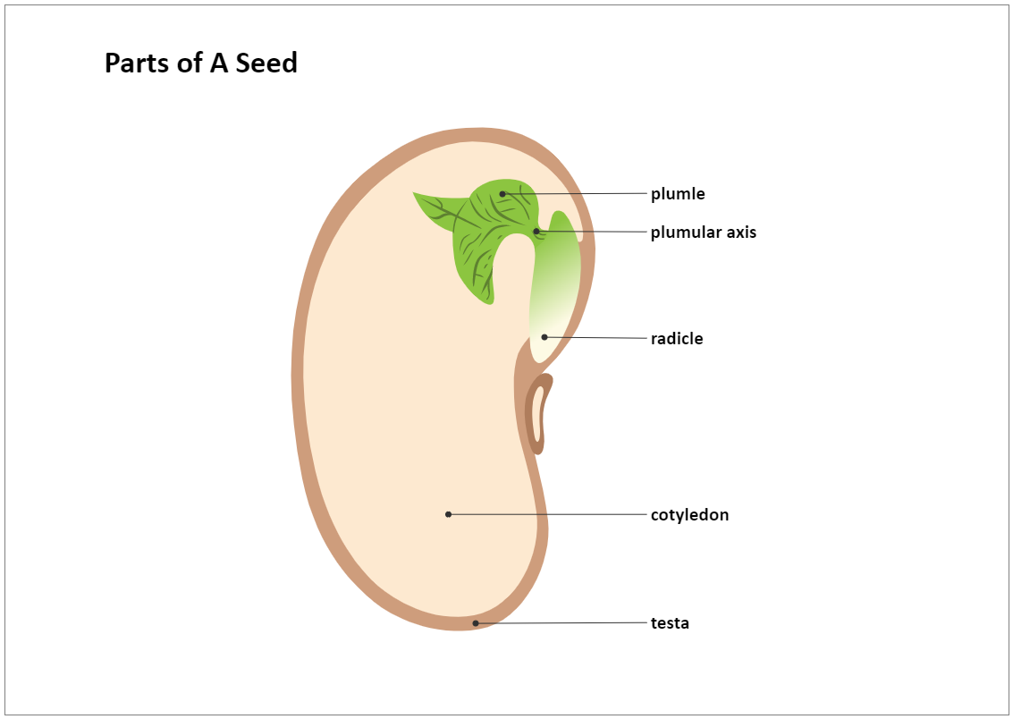 Parts of A Seed Diagram