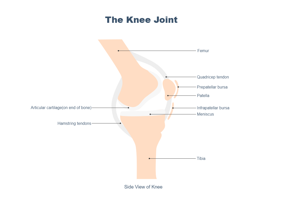Knee Joint Diagram