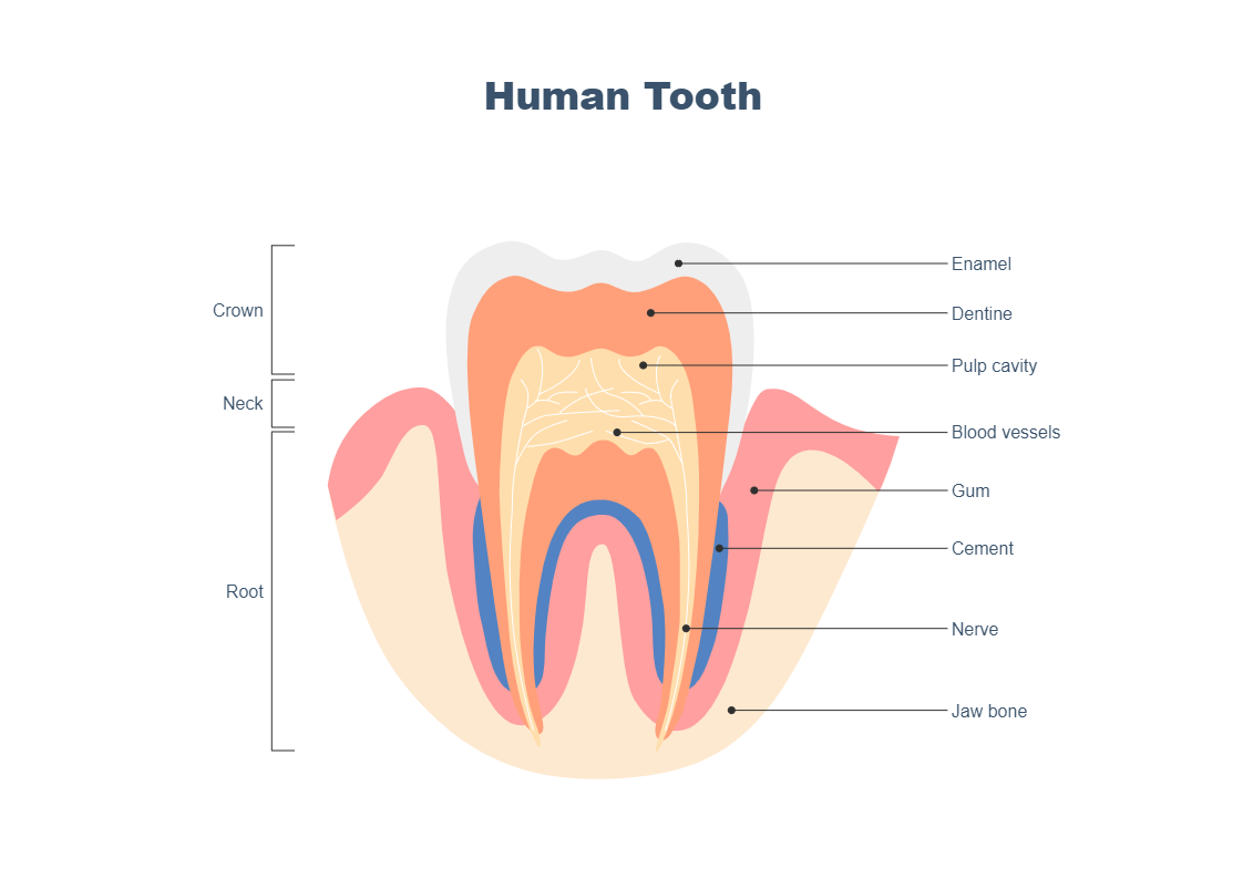 Molar Tooth Anatomy Diagram