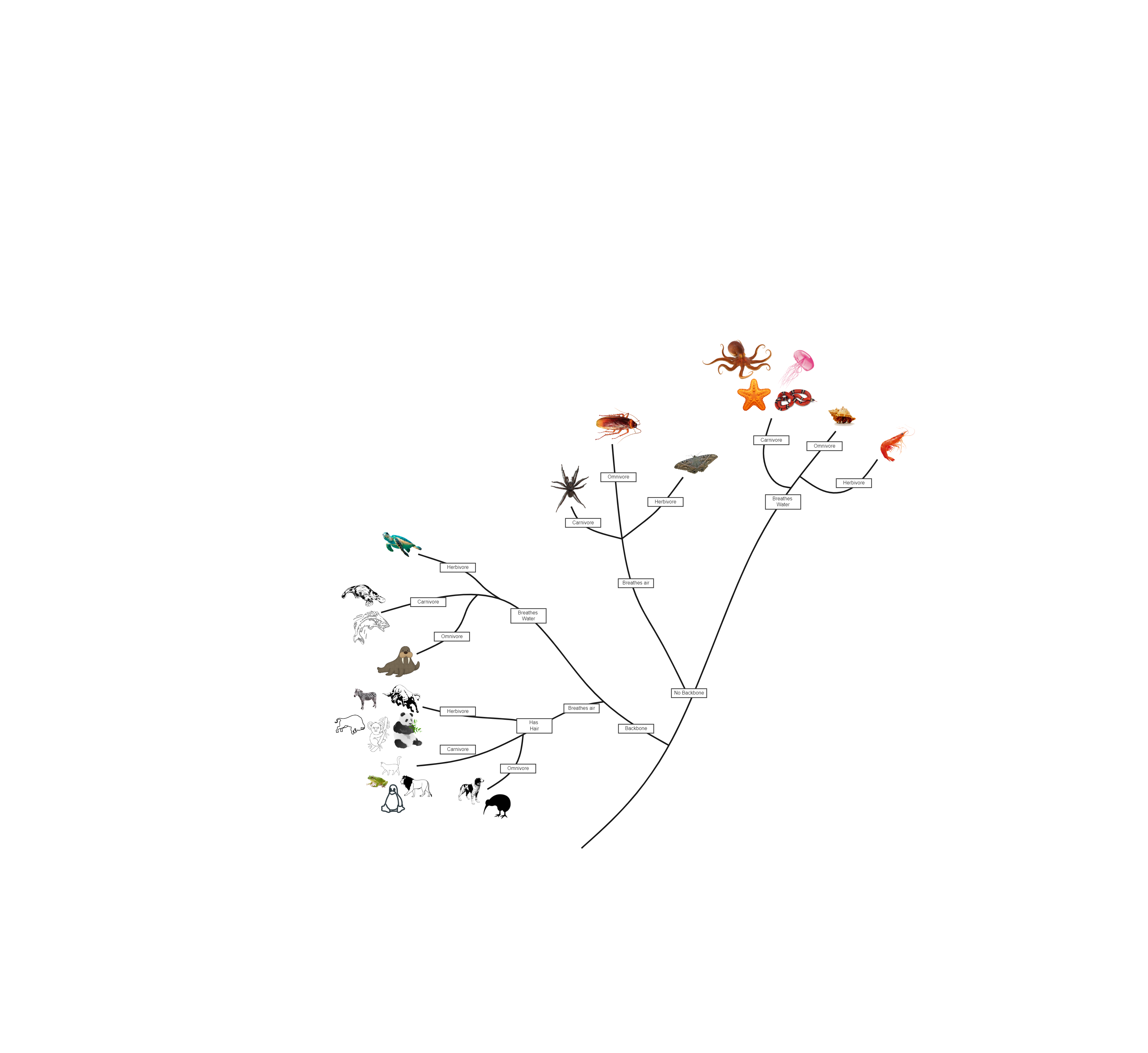 Biology Phylogenetic Tree