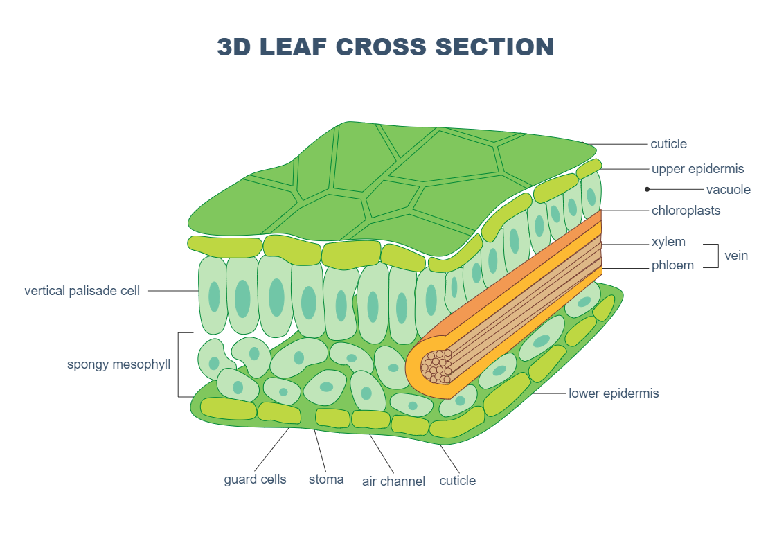 Leaf Biology Drawing