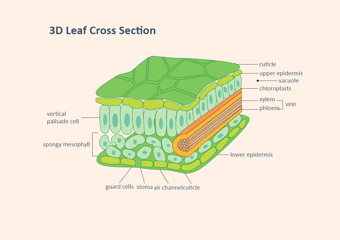 3D Leaf Biology Diagram