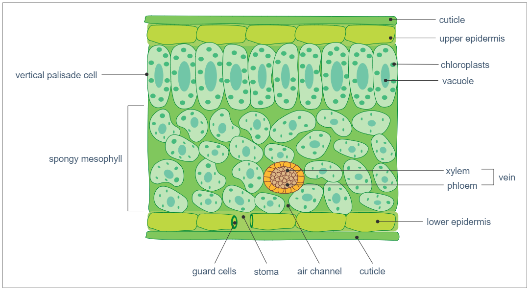 Leaf Cross Section - Biology Diagram