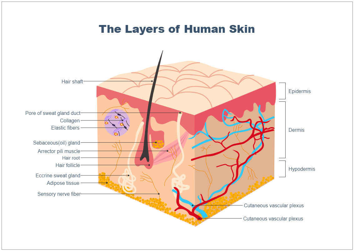 Human Skin Layers - Biology Diagram