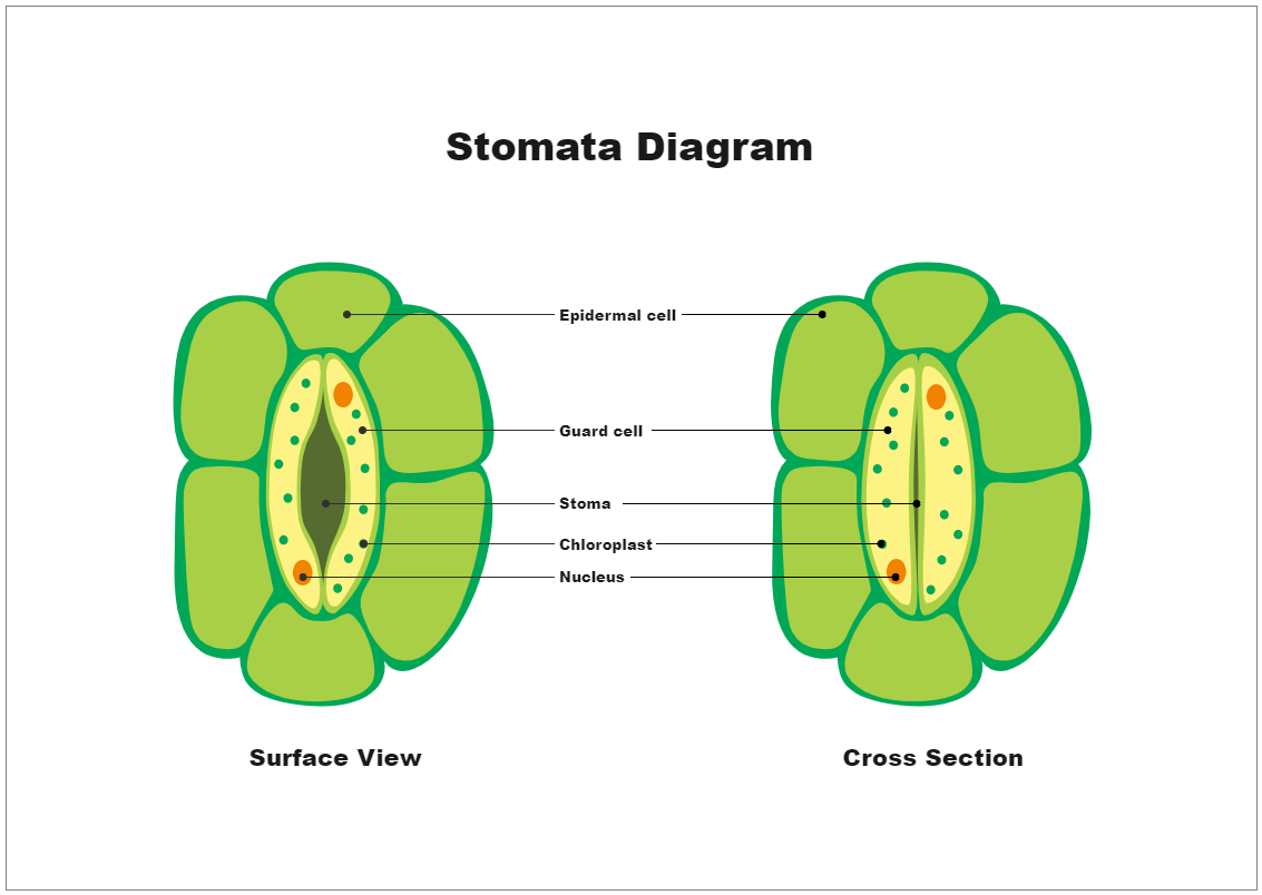 Stomata Diagram - Biology Diagram