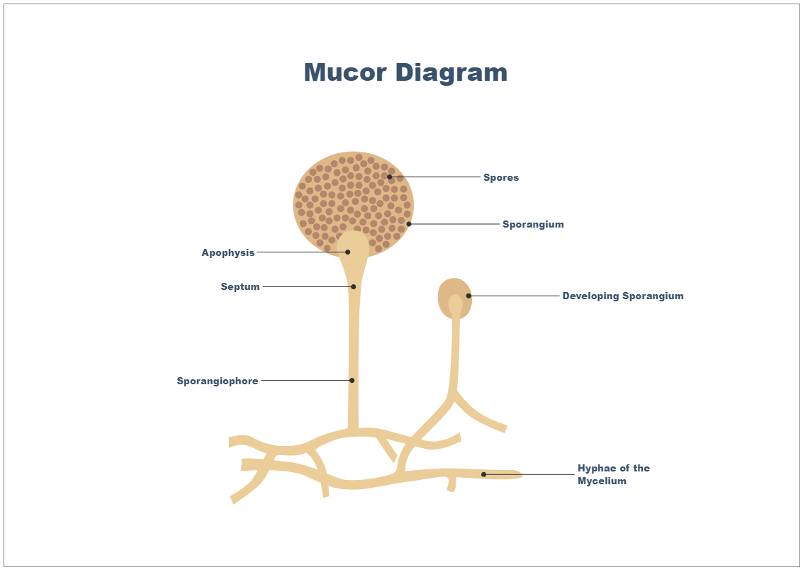 Mucor Diagram - Biology Diagram