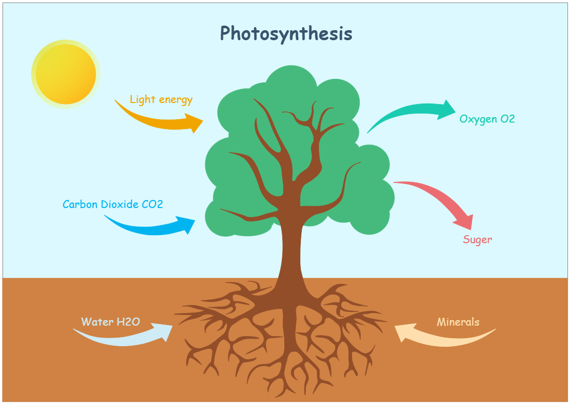 Photosynthesis Diagram EdrawMax Templates