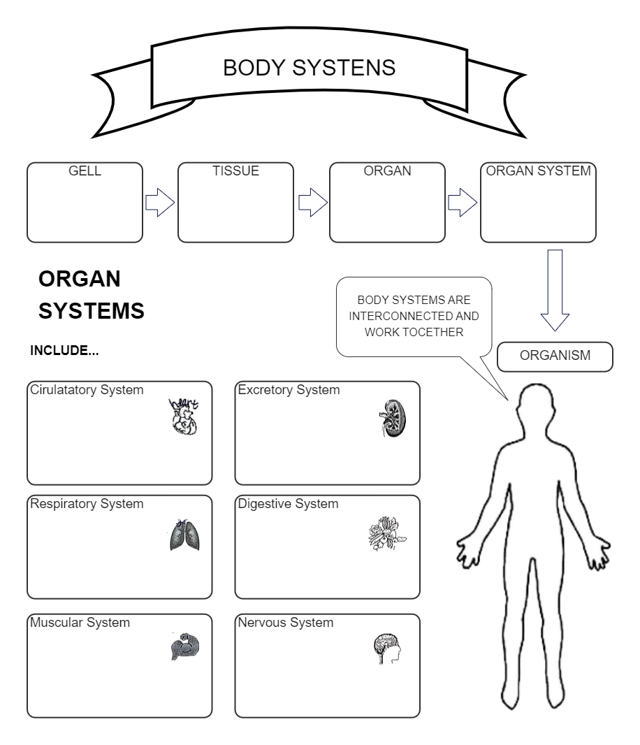 Body Systems Graphic Ogranizer Template