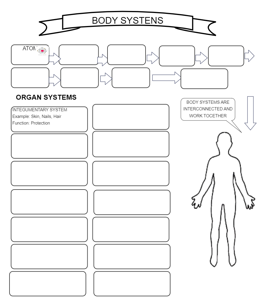 Body Systems Graphic Ogranizer Template