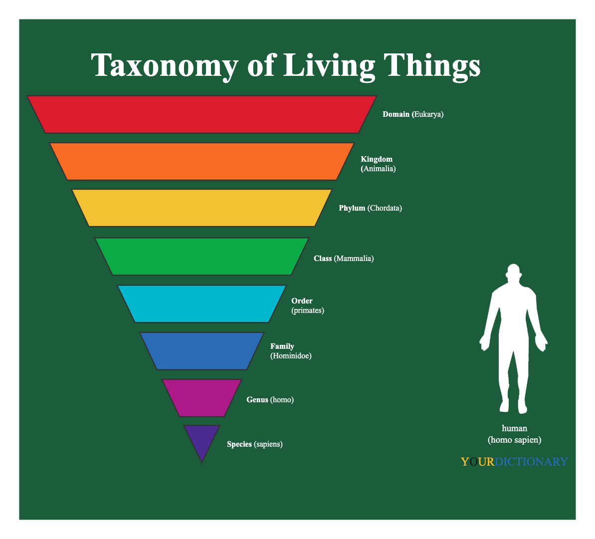 Taxonomy Charts for Humans