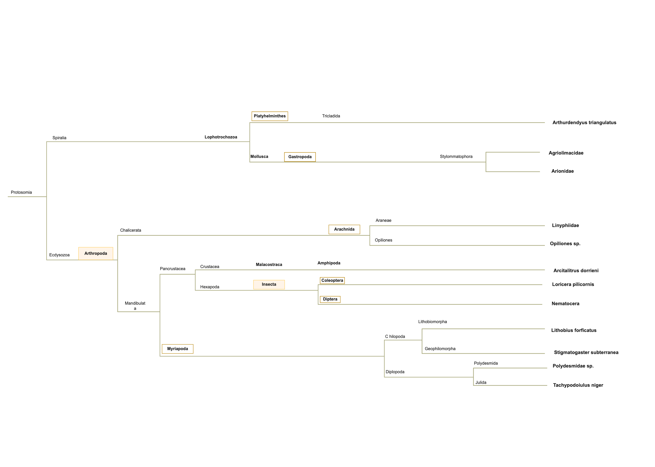 Animal Phylogenetic Tree Complete Diagram