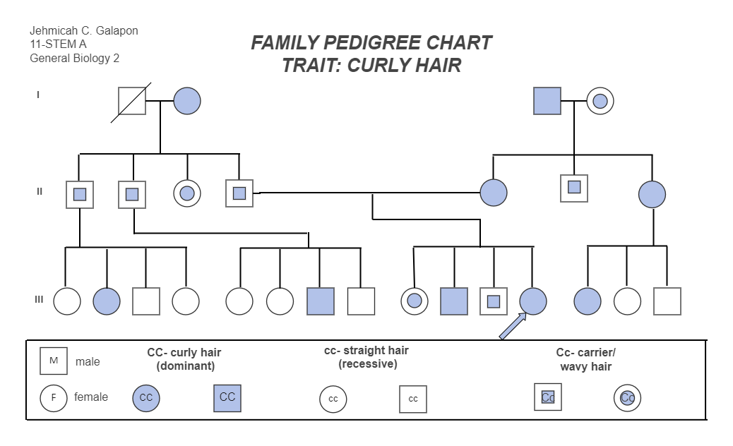 Family Pedigree Chart about Curly Hair