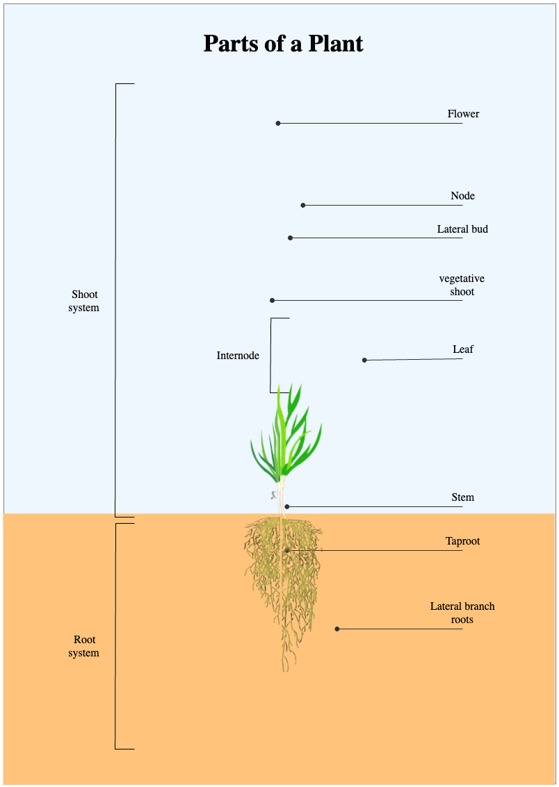 Detailed Parts of Plant Diagram With Root System