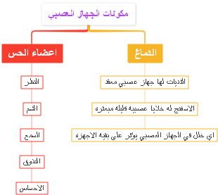مكونات الجهاز العصبي