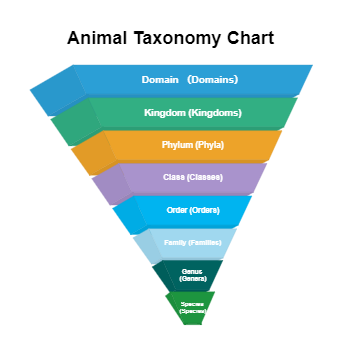 Animal Taxonomy Chart
