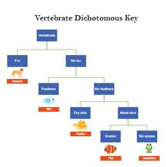 Vertebrate Dichotomous Key Example