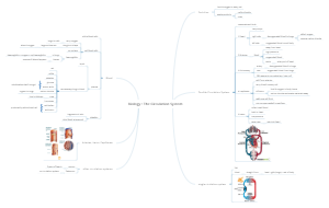 Biology - The circulation System