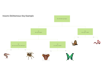 Insect Dichotomous Key