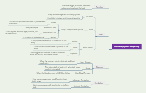 Circulatory System Mind Map