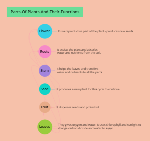 Parts Of Plants And Their Functions