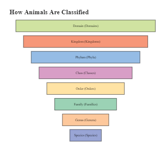 How Animals Are Classified