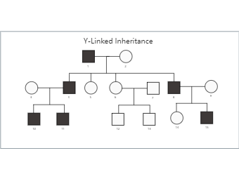 Y-Linked Inheritance