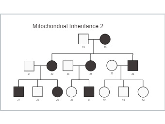 Mitochondrial Inheritance 2