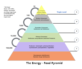 The Energy - Food Pyramid
