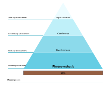 Pyramid Of Energy