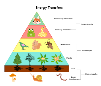 Energy Pyramid Definition