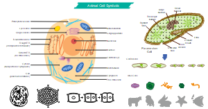 Animal Cell Symbols